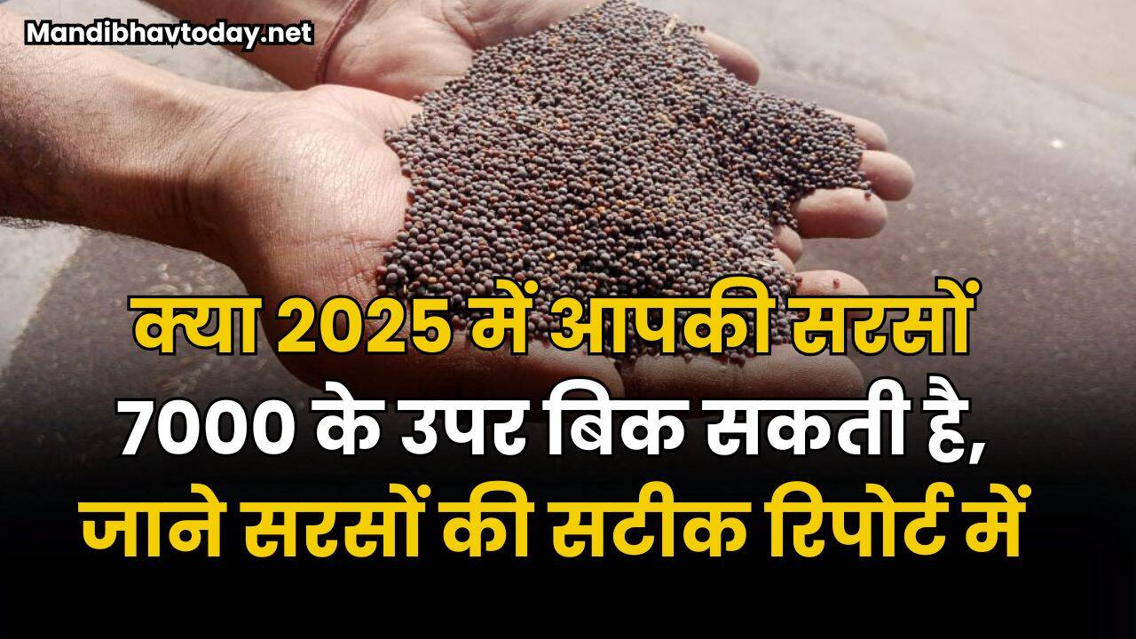 क्या 2025 में आपकी सरसों 7000 के उपर बिक सकती है | जाने सरसों की सटीक रिपोर्ट में