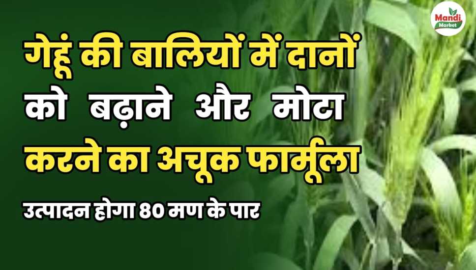 गेहूं की बालियों में दानों को बढ़ाने और मोटा करने का अचूक फार्मूला | उत्पादन 80 मण पार