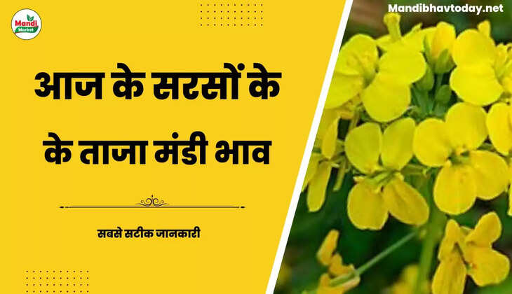 सरसों में आज आयी 100 रुपये की तेजी | जाने क्या खुले हैं आज सरसों के रेट Sarso Live Rate Today 16 june 2023 