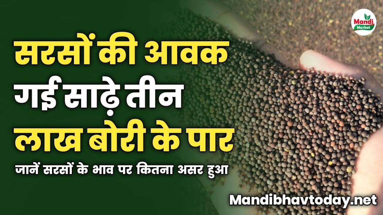 सरसों की आवक गई साढ़े तीन लाख बोरी के पार | जानें सरसों के भाव पर कितना असर हुआ