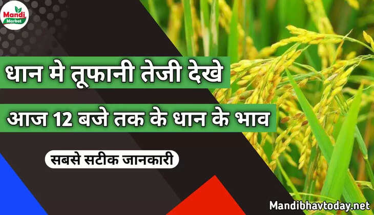 धान मे तूफानी तेजी देखे आज 12 बजे तक के धान के भाव 1121, 1718, 1509, 1401 DB धान के ताजा भाव