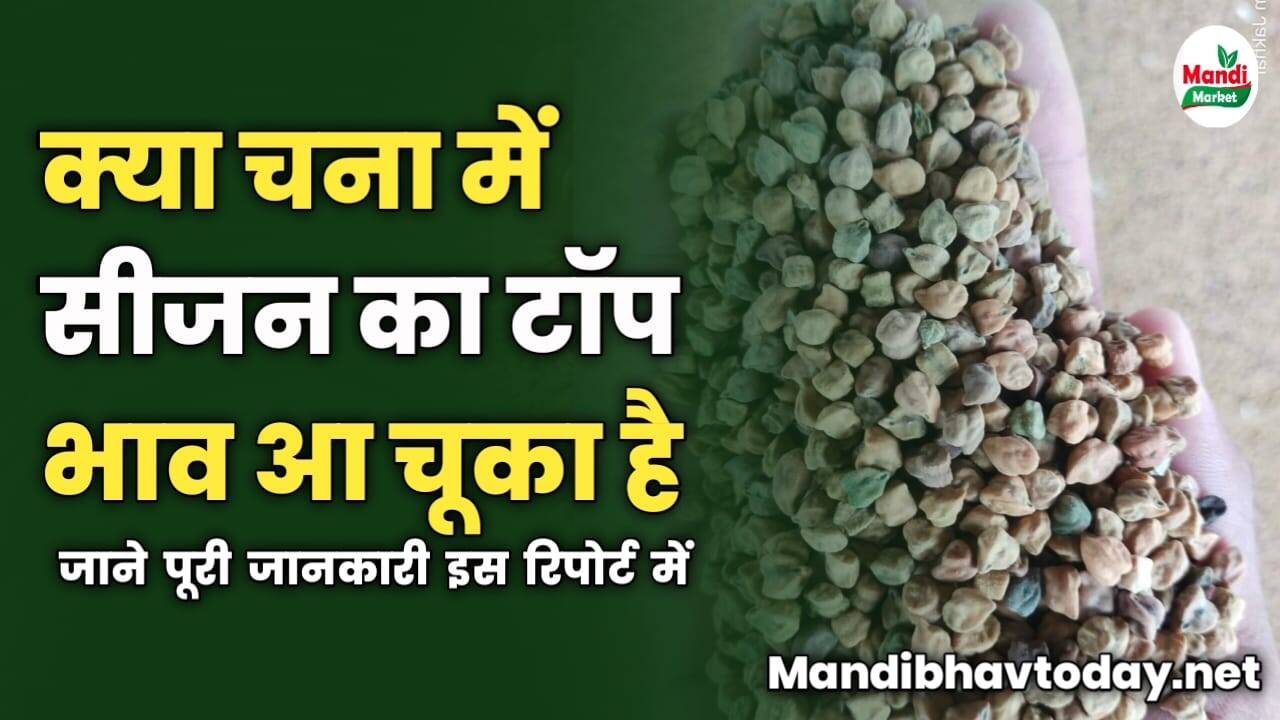 क्या चना में सीजन का टॉप भाव आ चूका है | जाने पूरी जानकारी इस रिपोर्ट में