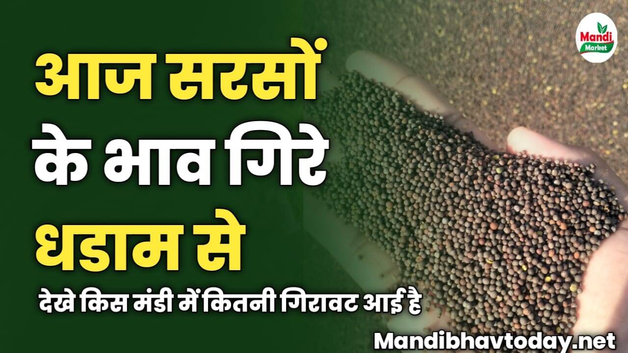 आज सरसों के भाव गिरे धडाम से | देखे किस मंडी में कितनी गिरावट आई है