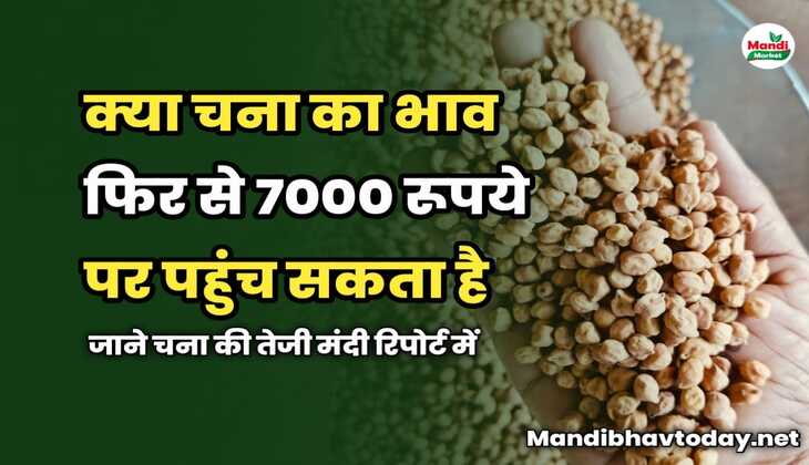 क्या चना का भाव फिर से 7000 रूपये पर पहुंच सकता है | जाने चना की तेजी मंदी रिपोर्ट में 