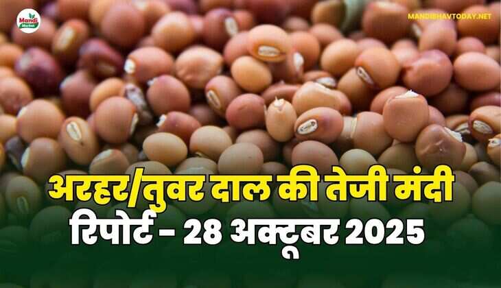 अरहर /तुवर  दाल की तेजी मंदी रिपोर्ट - 28 अक्टूबर 2025