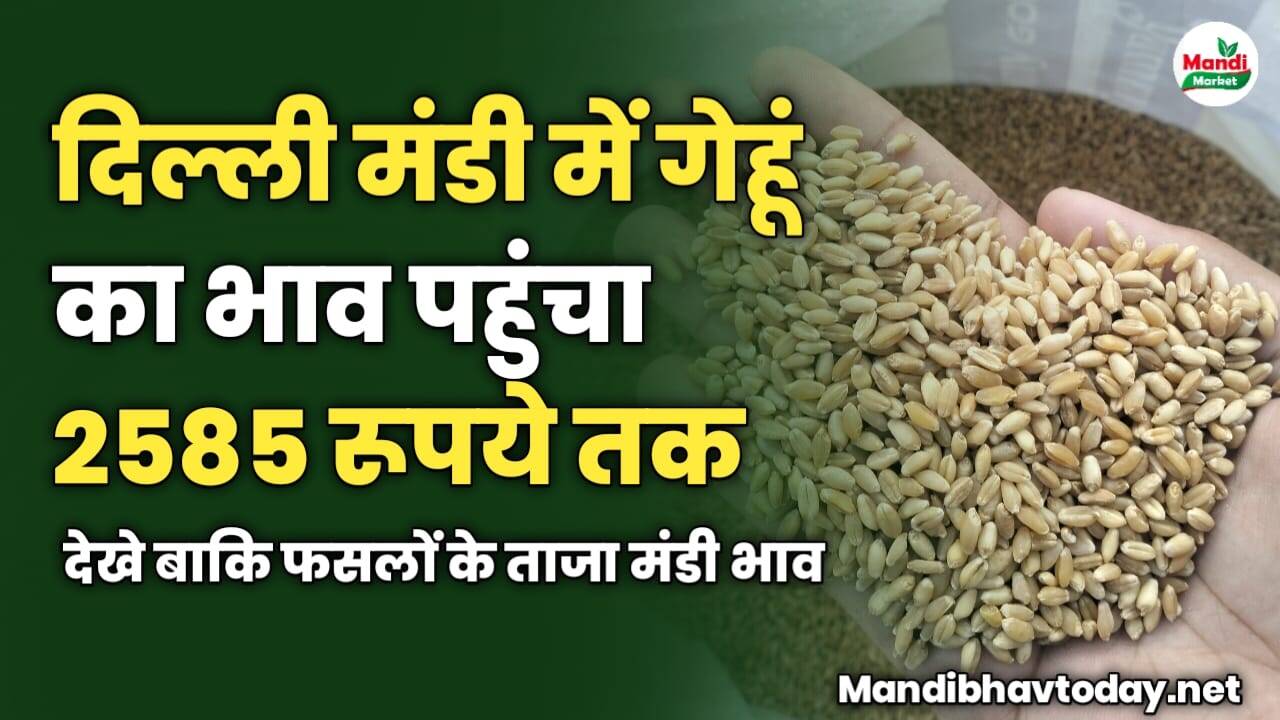 दिल्ली मंडी में गेहूं का भाव पहुंचा 2585 रूपये तक | देखे बाकि फसलों के ताजा मंडी भाव 