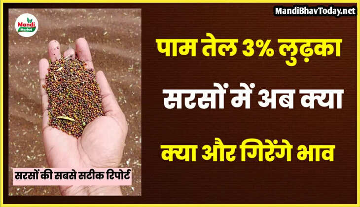 Sarso Teji Mandi Report 