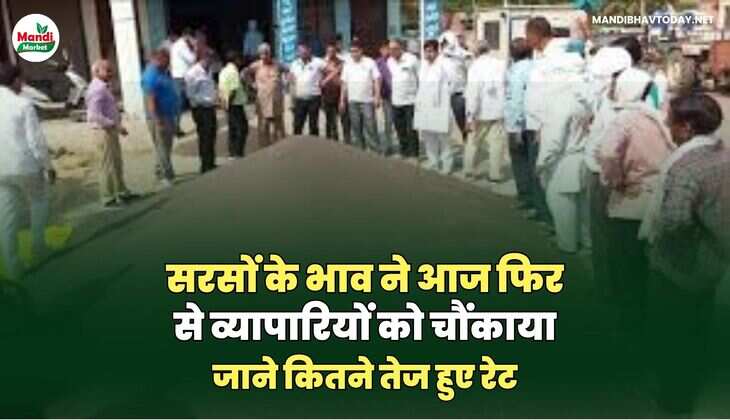 सरसों BHAV