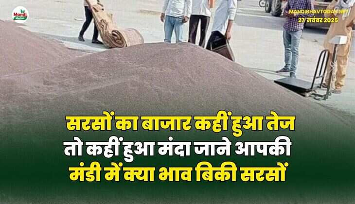 सरसों का बाजार कहीं हुआ तेज तो कहीं हुआ मंदा | जाने आपकी मंडी में क्या भाव बिकी सरसों