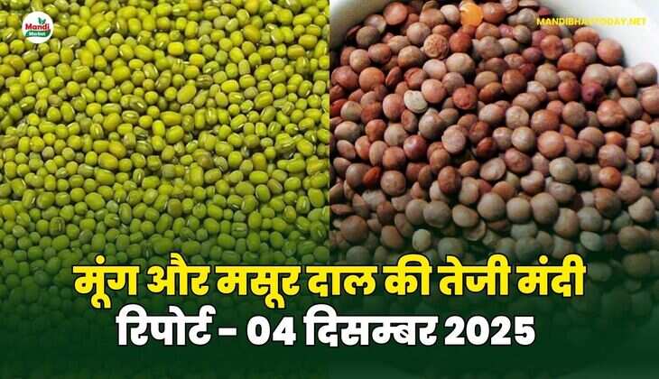 मूंग मसूर दाल की तेजी मंदी रिपोर्ट - 04 दिसम्बर 2025