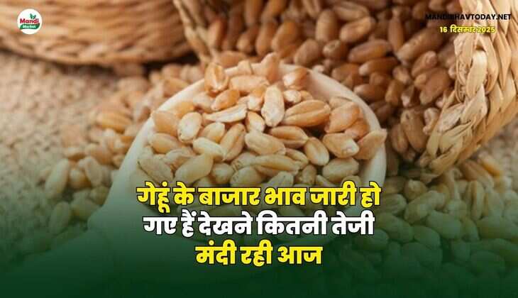 गेहूं के बाजार भाव जारी हो गए हैं | देखने कितनी तेजी मंदी रही आज