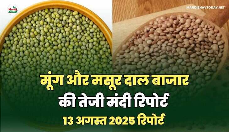 मसूर और मूंग  दाल की तेजी मंदी रिपोर्ट -13 अगस्त 2025