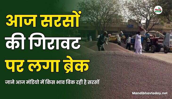 सरसों images 