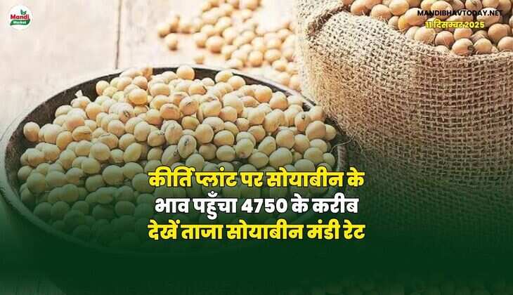 कीर्ति प्लांट पर सोयाबीन के भाव पहुँचा 4750 के करीब | देखें ताजा सोयाबीन मंडी रेट