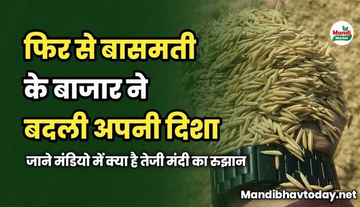 आज फिर से बासमती के बाजार ने बदली दिशा | जाने मंडियो में क्या है तेजी मंदी का रुझान