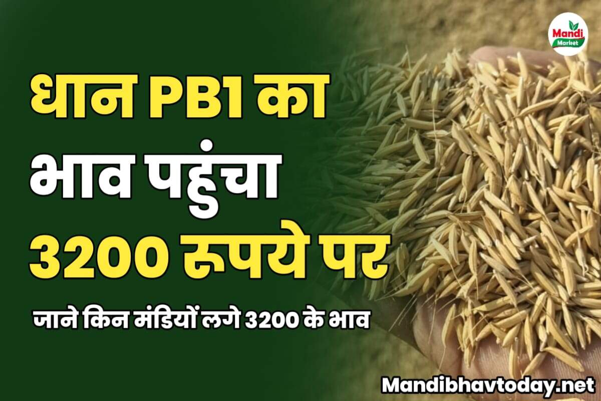 धान PB1 का भाव पहुंचा 3200 रूपये पर | जाने किन मंडियों लगे 3200 के भाव
