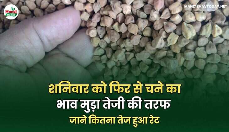 शनिवार को फिर से चने का भाव मुड़ा तेजी की तरफ | जाने कितना तेज हुआ रेट