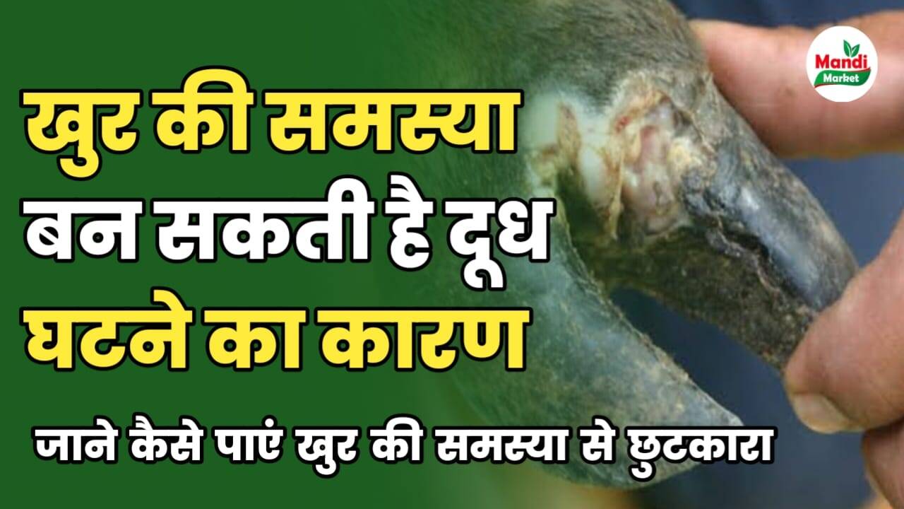 पशु में खुर की समस्या