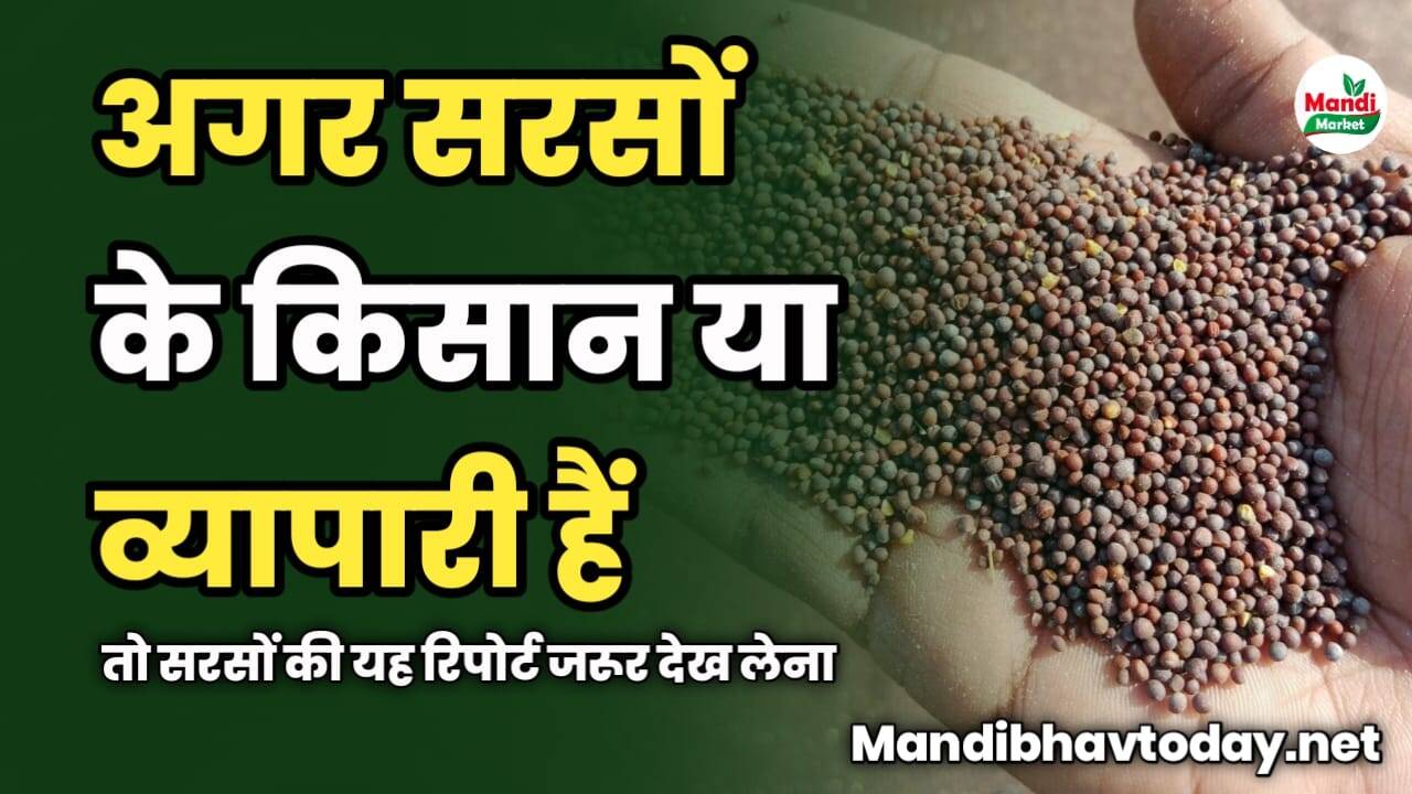 अगर सरसों के किसान या व्यापारी हैं तो सरसों की यह रिपोर्ट जरूर देख लेना | सरसों की सबसे सटीक रिपोर्ट