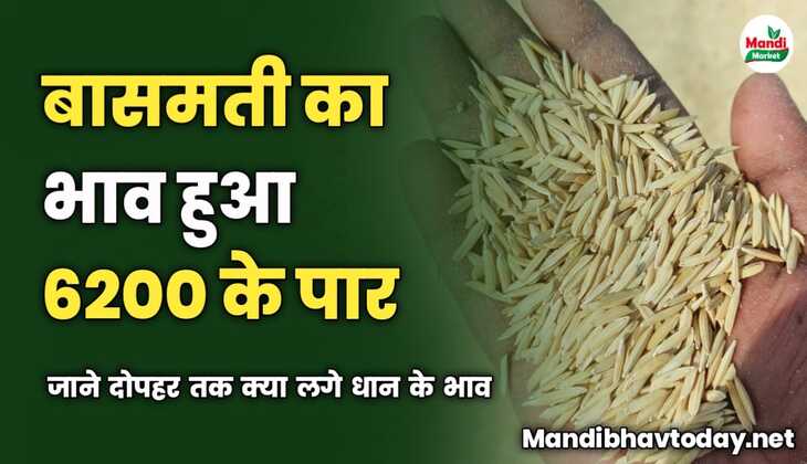 बासमती का भाव हुआ 6200 के पार | जाने दोपहर तक क्या लगे धान के भाव