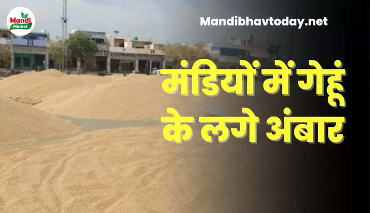 wheat kanak gehu Live Rate Today 25 april 2023