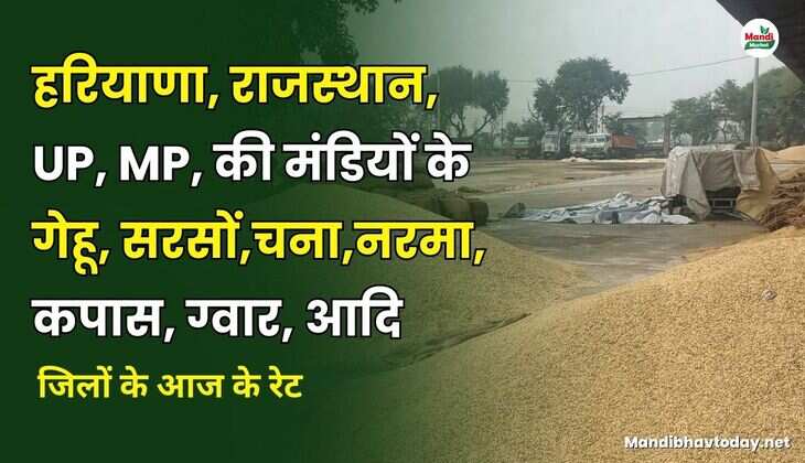 हरियाणा, राजस्थान, UP, MP, की मंडियों के गेहू, सरसों, नरमा, कपास, ग्वार, चना आदि | जिलों के आज के रेट