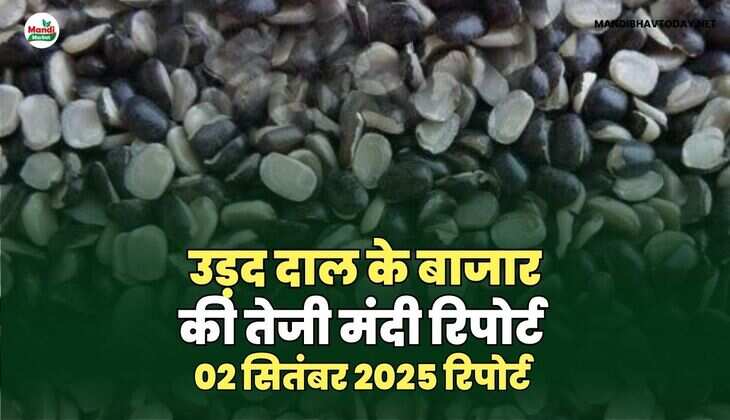 उड़द दाल की तेजी मंदी रिपोर्ट -02 sep 2025