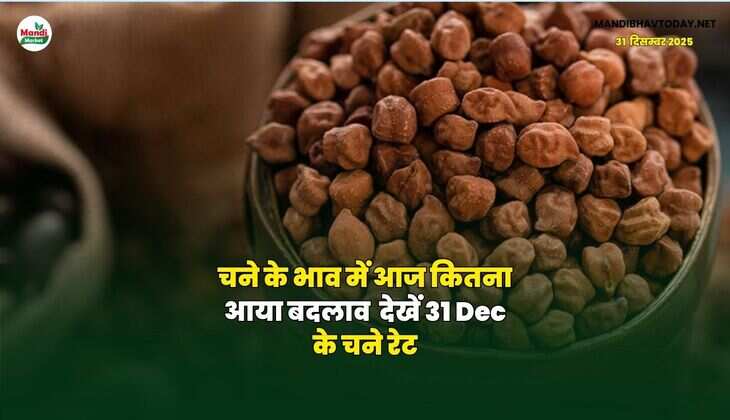 चने के भाव में आज कितना आया बदलाव | देखें 31 Dec के चने रेट