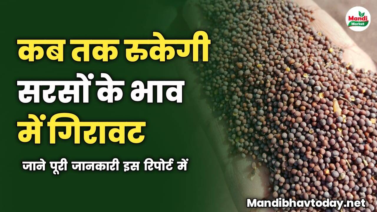 कब रुकेगी सरसों में गिरावट इस रिपोर्ट में जाने