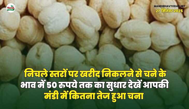 निचले स्तरों पर खरीद निकलने से चने के भाव में 50 रुपये तक का सुधार | देखें आपकी मंडी में कितना तेज हुआ चना