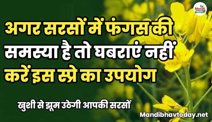 अगर सरसों में फंगस की समस्या है तो घबराएं नहीं, करें इस स्प्रे का उपयोग।