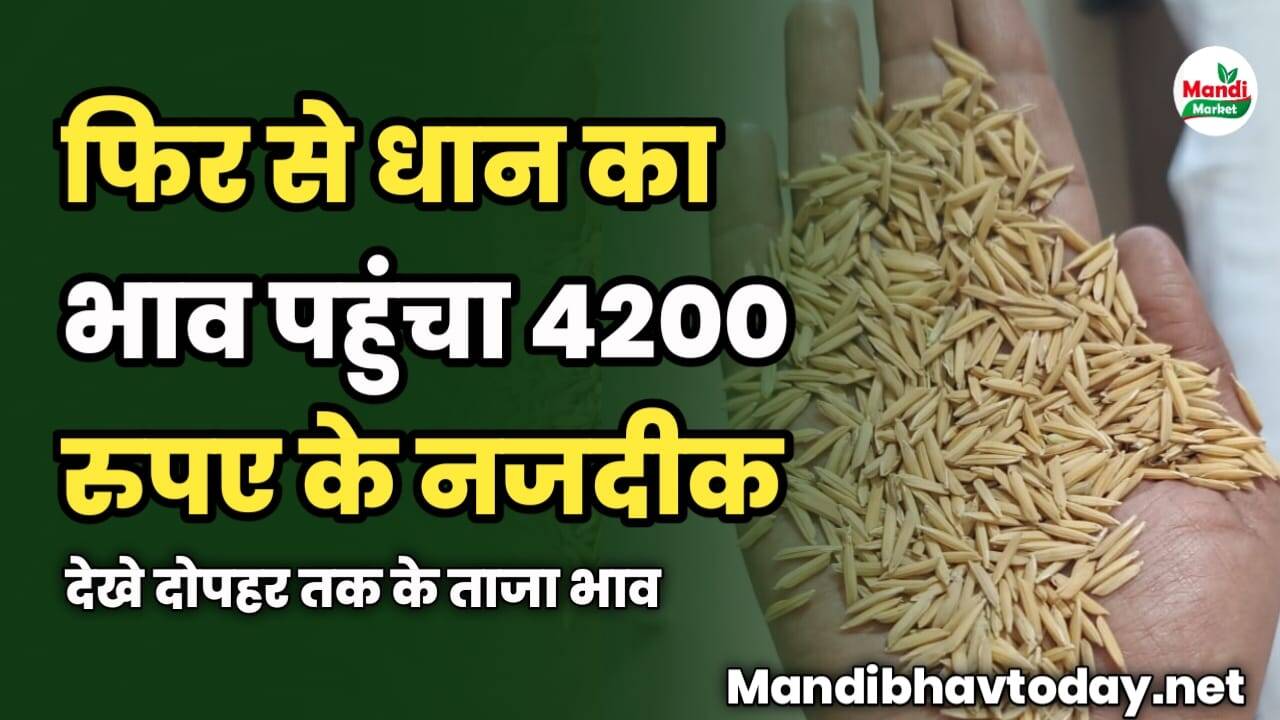 फिर से धान का भाव पहुंचा 4200 के नजदीक | देखे दोपहर तक के ताजा भाव