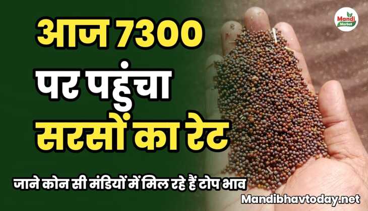 आज 7300 पर पहुंचा सरसों का रेट | जाने कोन सी मंडियों में मिल रहे हैं टोप भाव