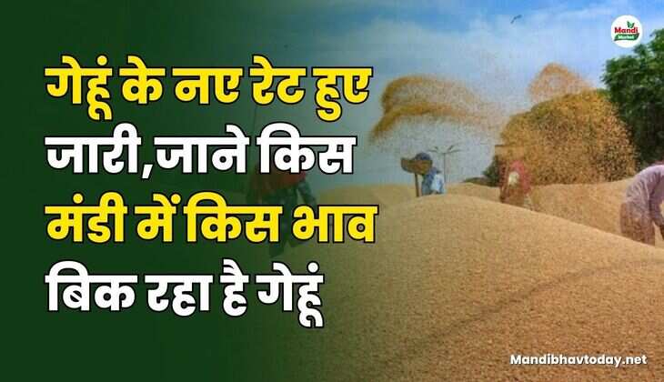 गेहूं के नए रेट हुए जारी | जाने किस मंडी में किस भाव बिक रहा है गेहूं
