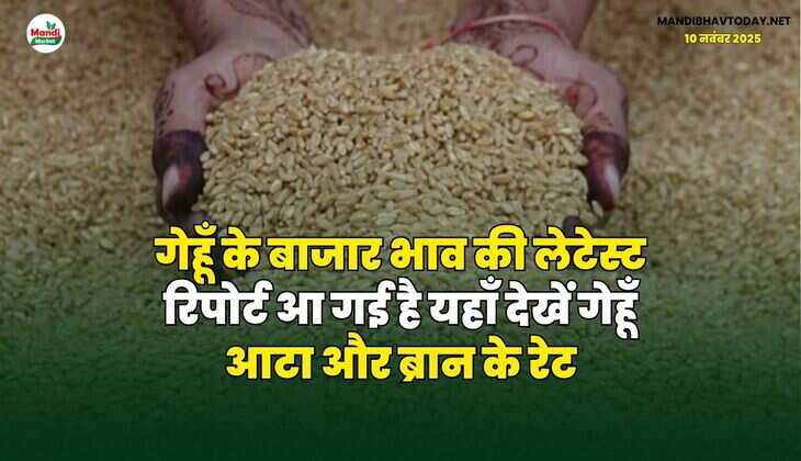 गेहूँ के बाजार भाव की लेटेस्ट रिपोर्ट आ गई है | यहाँ देखें गेहूँ आटा और ब्रान के रेट
