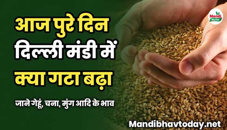 आज पुरे दिन दिल्ली मंडी में क्या गटा क्या बढ़ा | जाने गेहूं, चना, मुंग आदि के भाव 