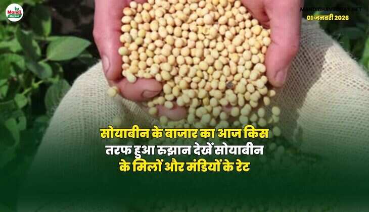 सोयाबीन के बाजार का आज किस तरफ हुआ रुझान | देखें सोयाबीन के मिलों और मंडियों के रेट