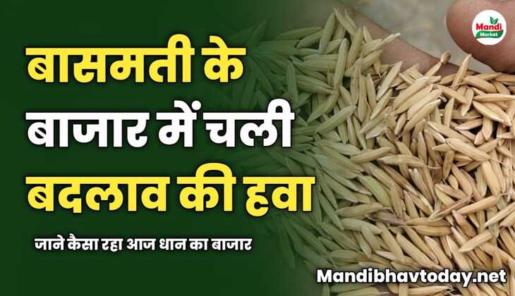 बासमती के बाजार में चली बदलाव की हवा | जाने कैसा रहा आज धान का बाजार