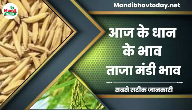 बासमती धान के ताजा भाव | Basmati Paddy Rate Today 06 February 2023