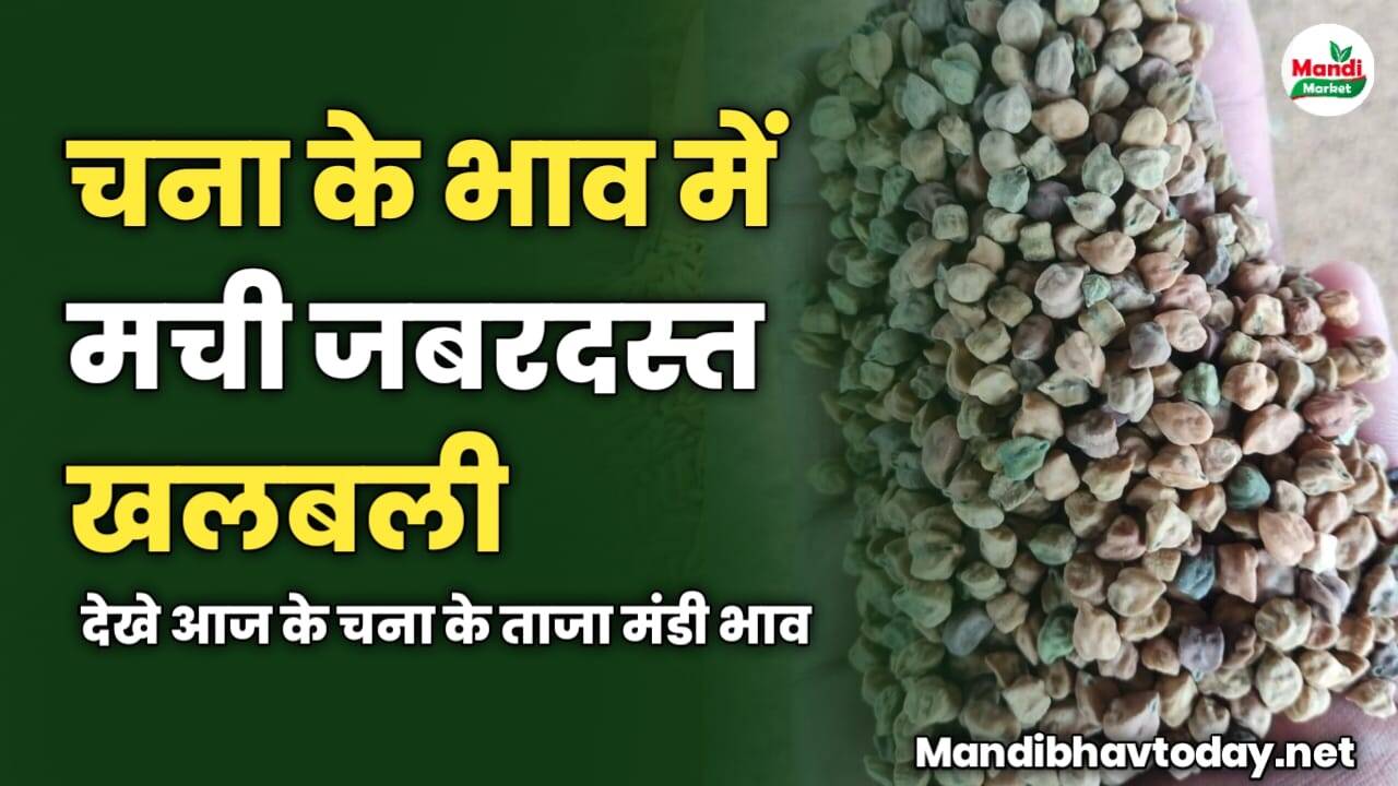 आज चना के भाव में हुई जबरदस्त खलबली | देखे आज के चना के ताजा मंडी भाव 