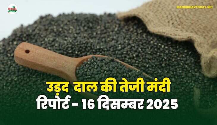उड़द दाल की तेजी मंदी रिपोर्ट - 16 दिसम्बर 2025
