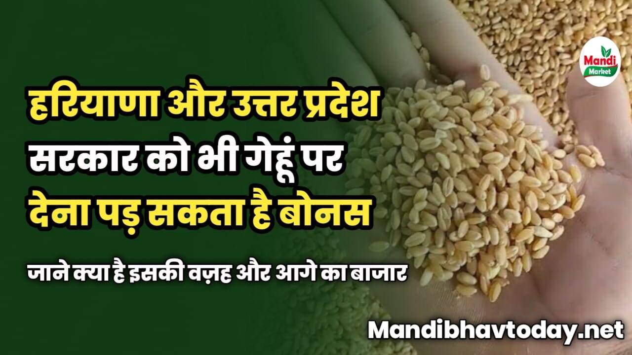 हरियाणा और UP सरकार को भी गेहूं पर देना पड़ सकता है बोनस | जाने क्या है इसकी वज़ह