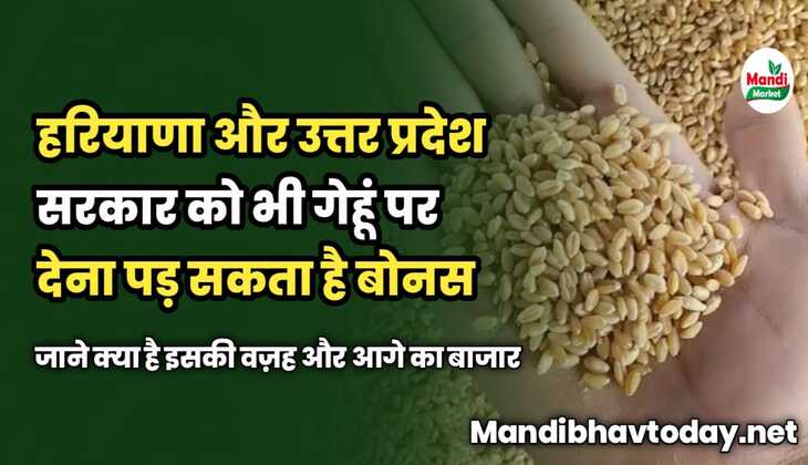 हरियाणा और UP सरकार को भी गेहूं पर देना पड़ सकता है बोनस | जाने क्या है इसकी वज़ह