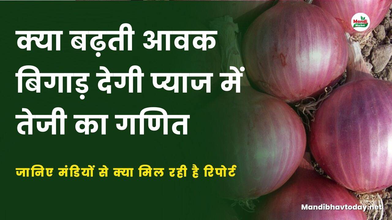 क्या बढ़ती आवक बिगाड़ देगी प्याज में तेजी का गणित | जानिए मंडियों से क्या मिल रही है रिपोर्ट