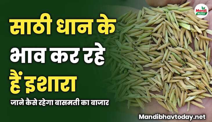 साठी धान के भाव कर रहे हैं इशारा | जाने कैसे रहेगा बासमती का बाजार