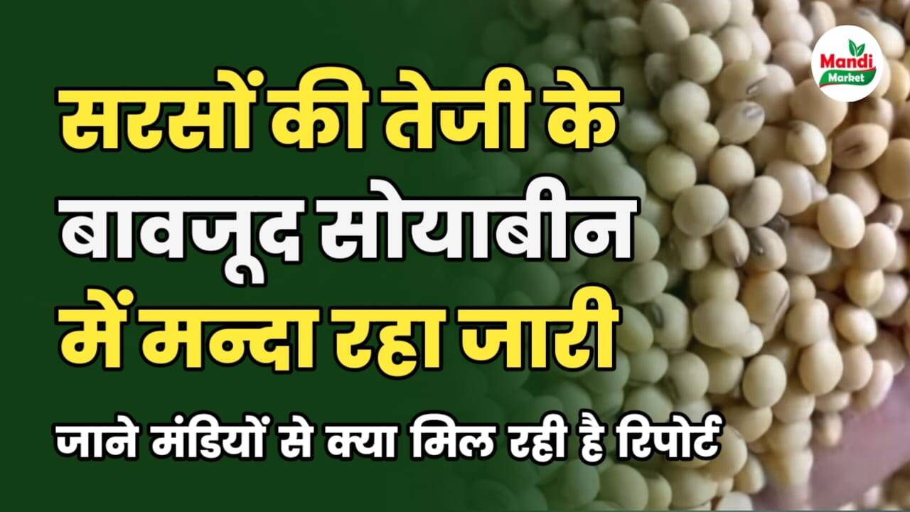 सरसों की तेजी के बावजूद नहीं सुधरा सोयाबीन का बाजार | जाने मंडियो से क्या मिल रही है रिपोर्ट