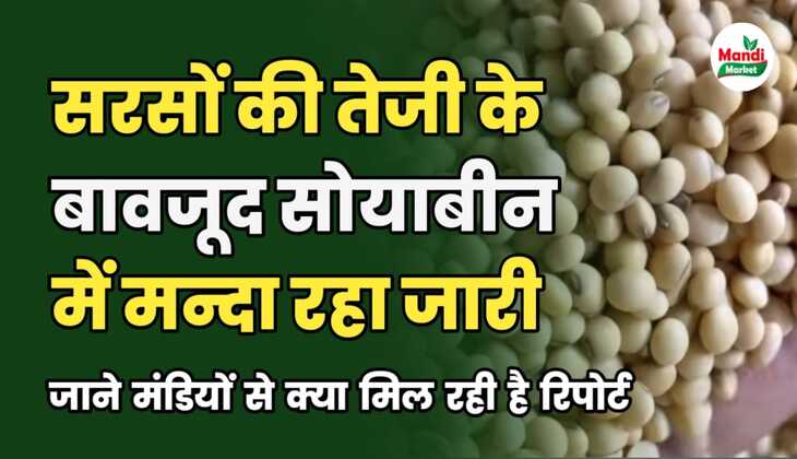 सरसों की तेजी के बावजूद नहीं सुधरा सोयाबीन का बाजार | जाने मंडियो से क्या मिल रही है रिपोर्ट