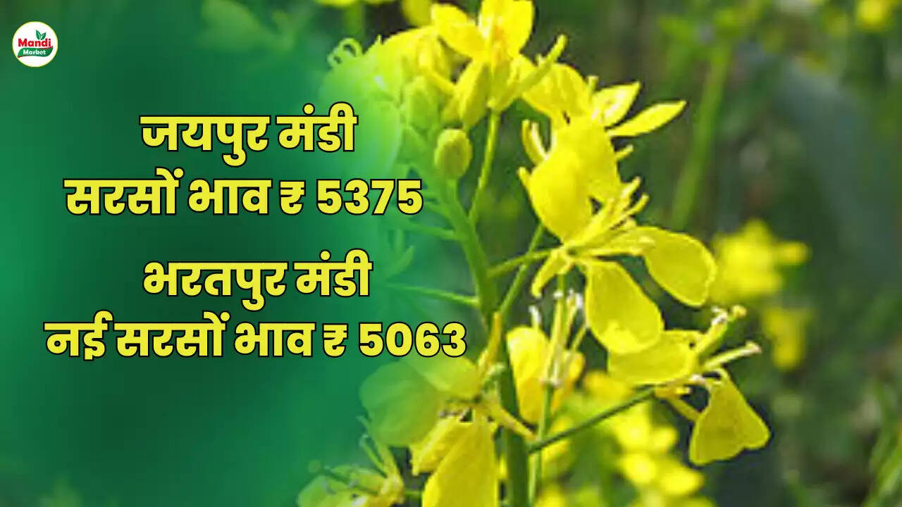  Sarso Live Rate Today 05 may 2023 