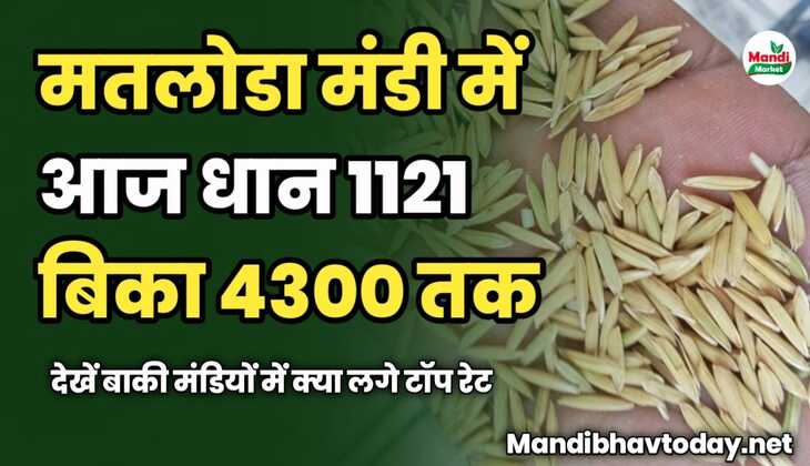 मतलोडा मंडी में आज धान 1121 बिका 4300 तक | देखें बाकी मंडियों में क्या लगे टॉप रेट