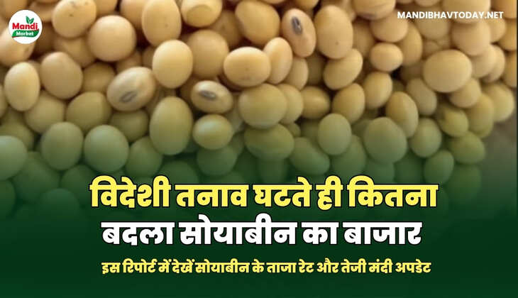 इस रिपोर्ट में देखें सोयाबीन के ताजा रेट और तेजी मंदी अपडेट 